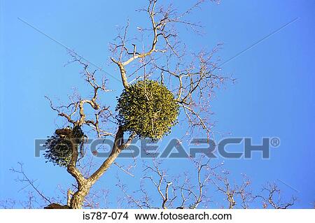 Mistletoe growing on a tree View Large Photo Image Picture - Mistletoe growing on a tree. Fotosearch