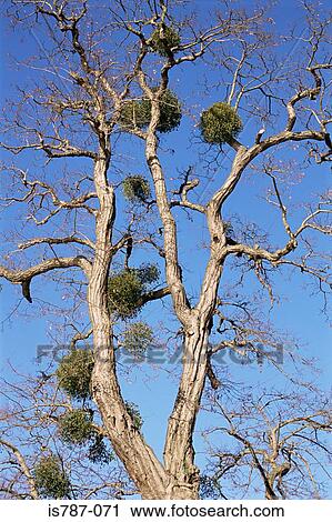 Stock Image - Mistletoe growing on a tree. Fotosearch