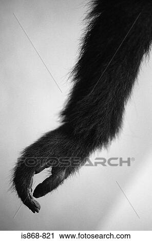 Stock Image - Monkeys arm. Fotosearch