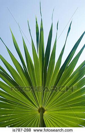Palm leaf View Large Photo Image Stock Photo - Palm leaf. Fotosearch