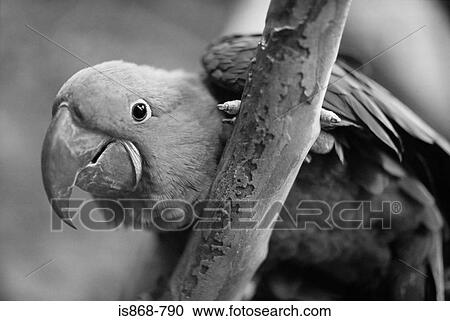 Stock Image - Parrot. Fotosearch