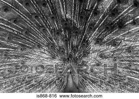 Peacock View Large Photo Image Stock Photograph - Peacock. Fotosearch