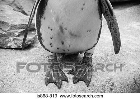 Penguin View Large Photo Image Stock Photo - Penguin. Fotosearch