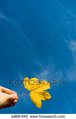 Person holding leaf View Large Photo Image Stock Image - Person holding leaf. Fotosearch