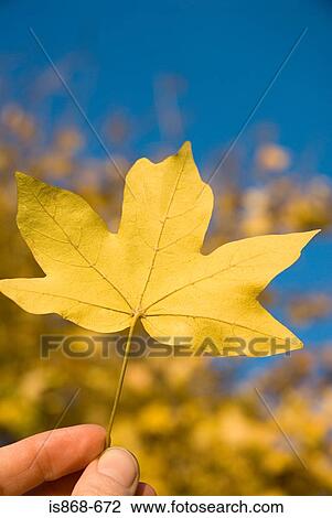 Stock Image - Person holding leaf. Fotosearch