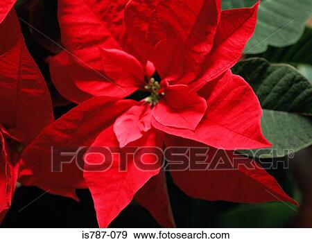 Stock Photo - Poinsettia. Fotosearch