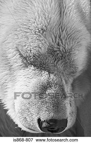 Polar bear View Large Photo Image Stock Photo - Polar bear. Fotosearch