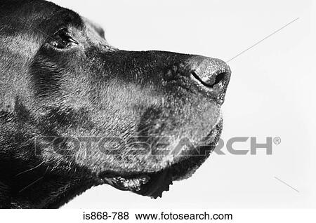 Retriever View Large Photo Image Stock Photo - Retriever. Fotosearch