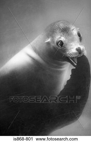 Sea lion View Large Photo Image Stock Image - Sea lion. Fotosearch
