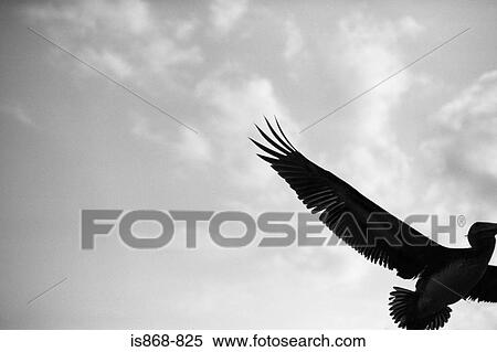 Seabird View Large Photo Image Stock Photography - Seabird. Fotosearch