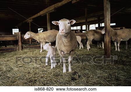 Sheep View Large Photo Image Stock Image - Sheep. Fotosearch