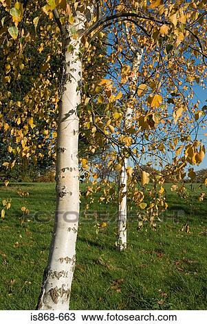 Silver birch View Large Photo Image Stock Image - Silver birch. Fotosearch