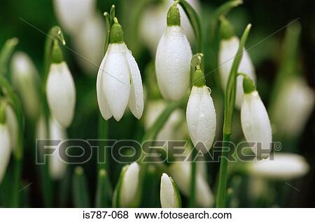 Snowdrops View Large Photo Image Stock Photo - Snowdrops. Fotosearch