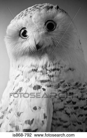 Snowy owl View Large Photo Image Stock Image - Snowy owl. Fotosearch