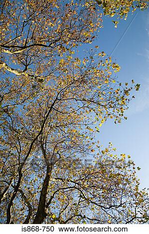 Tree View Large Photo Image Stock Image - Tree. Fotosearch