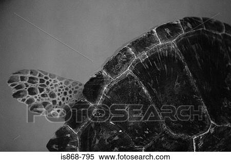 Turtle shell View Large Photo Image Stock Photography - Turtle shell. Fotosearch