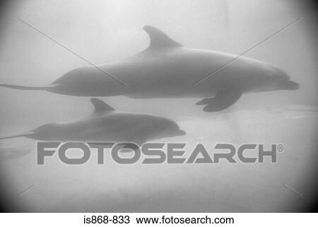 Two dolphins View Large Photo Image Stock Image - Two dolphins. Fotosearch