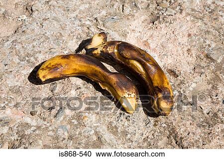 Two rotting bananas View Large Photo Image Stock Image - Two rotting bananas. Fotosearch