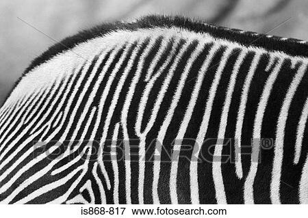 Zebra View Large Photo Image Stock Photo - Zebra. Fotosearch