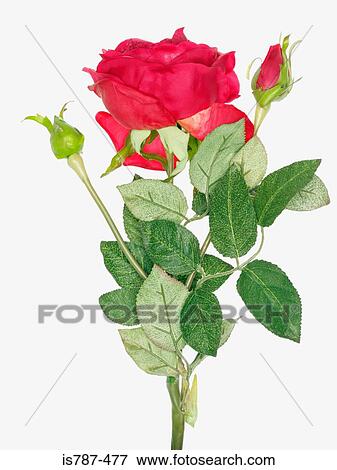 Artificial rose View Large Photo Image Stock Photo - Artificial rose. Fotosearch