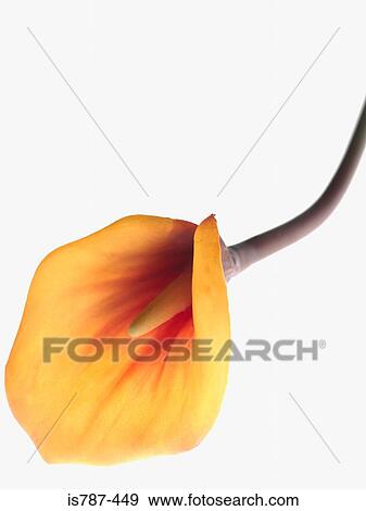 Arum lily View Large Photo Image Stock Photo - Arum lily. Fotosearch