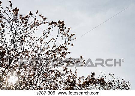 Blossom on branches View Large Photo Image Stock Photograph - Blossom on branches. Fotosearch