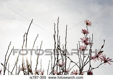 Blossom on branches View Large Photo Image Stock Photography - Blossom on branches. Fotosearch