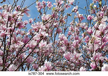 Blossom View Large Photo Image Picture - Blossom. Fotosearch