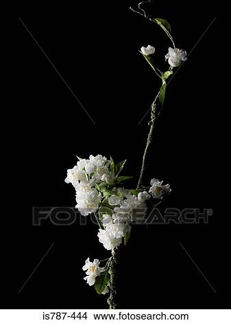 Blossom View Large Photo Image Picture - Blossom. Fotosearch