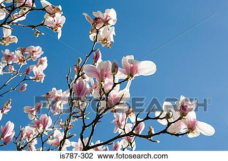 Blossom View Large Photo Image Stock Image - Blossom. Fotosearch