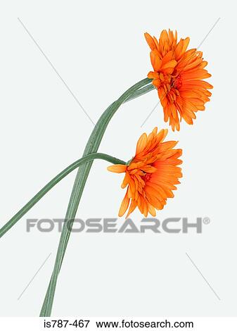 Chrysanthemum View Large Photo Image Stock Photo - Chrysanthemum. Fotosearch