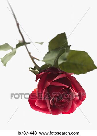 Stock Photo - Discarded rose. Fotosearch