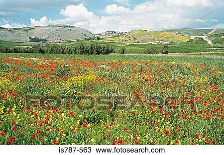 Stock Image - Field of flowers in israel. Fotosearch