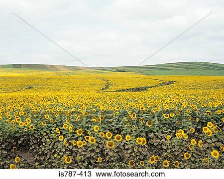 Field of sunflowers in romania View Large Photo Image Stock Image - Field of sunflowers in romania. Fotosearch