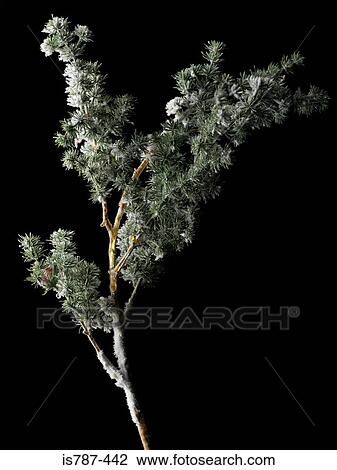 Frosty branch View Large Photo Image Stock Image - Frosty branch. Fotosearch