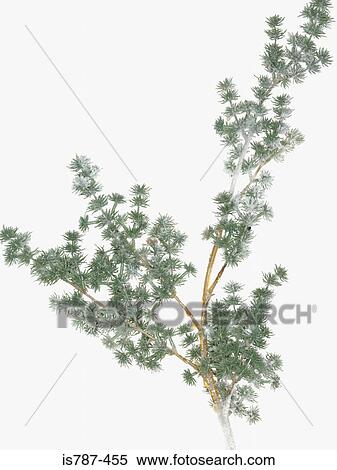 Frosty branch View Large Photo Image Stock Photography - Frosty branch. Fotosearch