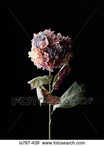 Hydrangea View Large Photo Image Stock Photo - Hydrangea. Fotosearch