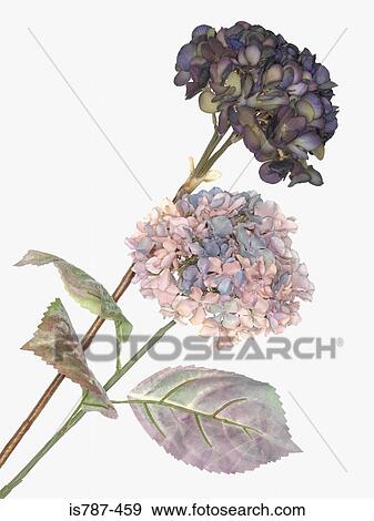 Hydrangea View Large Photo Image Stock Photo - Hydrangea. Fotosearch