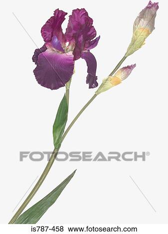 Iris View Large Photo Image Stock Photo - Iris. Fotosearch