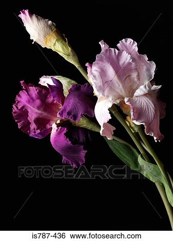Iris View Large Photo Image Stock Photograph - Iris. Fotosearch