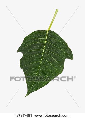 Leaf View Large Photo Image Stock Image - Leaf. Fotosearch
