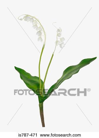 Stock Image - Lily of the valley. Fotosearch