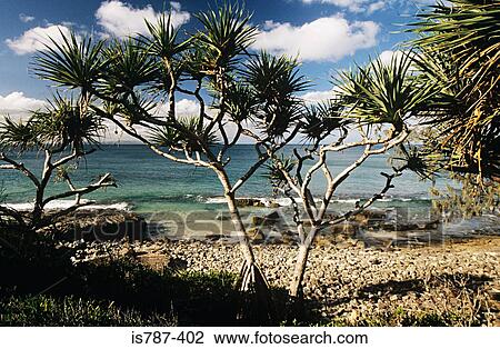 Noosa beach australia View Large Photo Image Stock Image - Noosa beach australia. Fotosearch