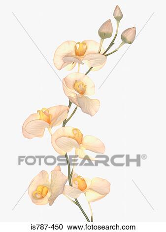 Stock Image - Orchid. Fotosearch