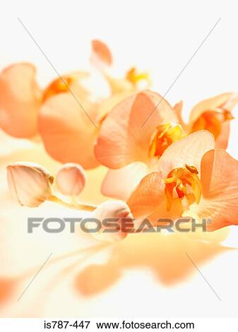 Orchids View Large Photo Image Stock Photo - Orchids. Fotosearch