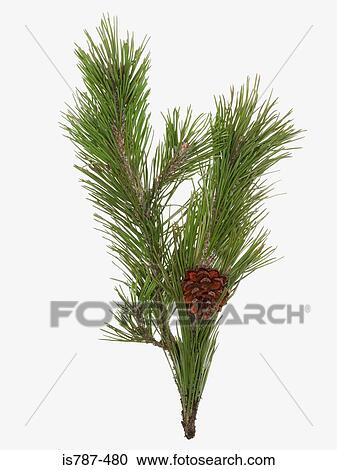 Stock Image - Pine cone and branch. Fotosearch