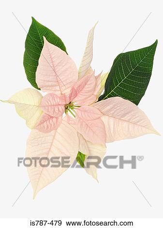 Stock Photo - Pink and green leaves. Fotosearch