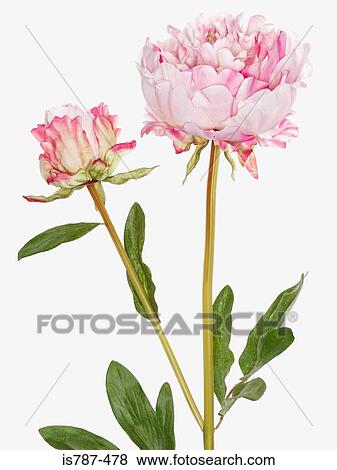 Pink flowers View Large Photo Image Stock Photo - Pink flowers. Fotosearch