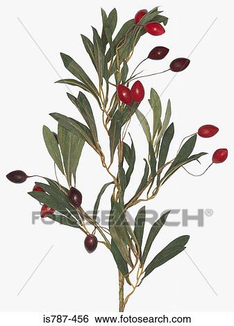 Plant with berries View Large Photo Image Stock Photograph - Plant with berries. Fotosearch