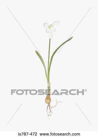 Snowdrop View Large Photo Image Stock Image - Snowdrop. Fotosearch